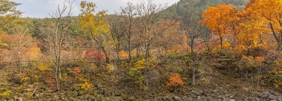 오대산 소금강산코스