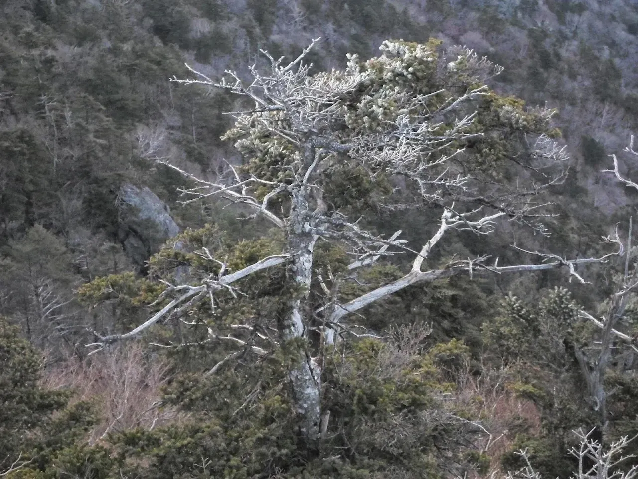 지리산 백무동코스